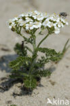 Common yarrow (Achillea millefolium)