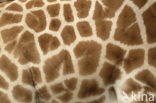 Southern giraffe (Giraffa camelopardalis)