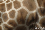 Giraffe (Giraffa camelopardalis)