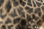 Giraffe (Giraffa camelopardalis)