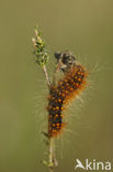 Goudhaaruil (Acronicta auricoma)