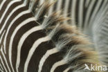 Grant’s zebra (Equus granti)