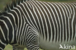 Grant’s zebra (Equus granti)