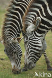 Grant’s zebra (Equus granti)