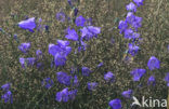 Grasklokje (Campanula rotundifolia)