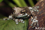 Grey Treefrog (Hyla versicolor)
