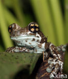 Grey Treefrog (Hyla versicolor)