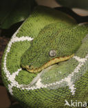 Emerald tree boa (Corallus caninus)