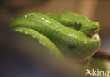 Groene boompython (Chondropython viridis)