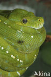 Groene boompython (Chondropython viridis)