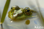 green frog (Rana esculenta 