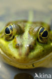 green frog (Rana esculenta 