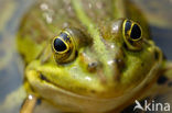 green frog (Rana esculenta 