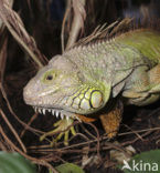 green iguana (Iguana iguana)