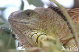 green iguana (Iguana iguana)