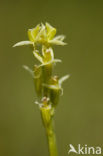 Groenknolorchis