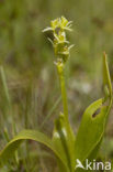Fen Orchid (Liparis loeselii)