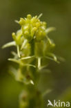 Fen Orchid (Liparis loeselii)