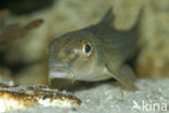 Gudgeon (Gobio gobio)