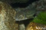 Gudgeon (Gobio gobio)