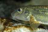 Gudgeon (Gobio gobio)