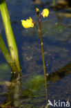 Groot blaasjeskruid (Utricularia vulgaris)