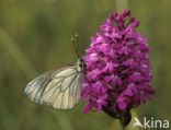 Groot geaderd witje (Aporia crataegi) 