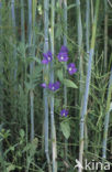 Groot spiegelklokje (Legousia speculum-veneris) 