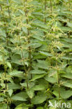 Stinging Nettle (Urtica dioica)