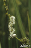 Grote egelskop (Sparganium erectum)