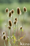 Grote kaardebol (Dipsacus fullonum)