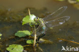 Grote keizerlibel (Anax imperator)