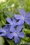 Grote maagdenpalm (Vinca major)