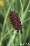 Grote pimpernel (Sanguisorba officinalis)