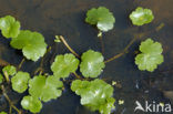 Floating Marsh-pennywort (Hydrocotyle ranunculoides)