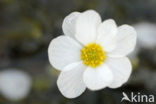 Pond Watercrowfoot (Ranunculus peltatus)