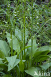 Grote waterweegbree (Alisma plantago-aquatica)