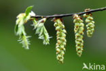 Haagbeuk (Carpinus betulus)