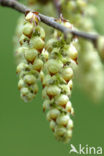 Hornbeam (Carpinus betulus)