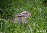 Brown Hare (Lepus europaeus)