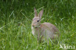 Brown Hare (Lepus europaeus)