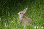 Brown Hare (Lepus europaeus)