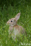 Brown Hare (Lepus europaeus)