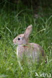 Brown Hare (Lepus europaeus)