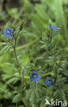 Fingered Speedwell (Veronica triphyllos)