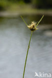 Sea Club-rush (Bolboschoenus maritimus)