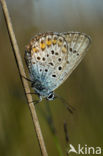 Heideblauwtje (Plebejus argus) 