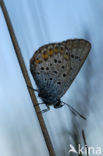 Heideblauwtje (Plebejus argus) 