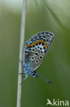 Heideblauwtje (Plebejus argus) 