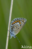 Heideblauwtje (Plebejus argus) 